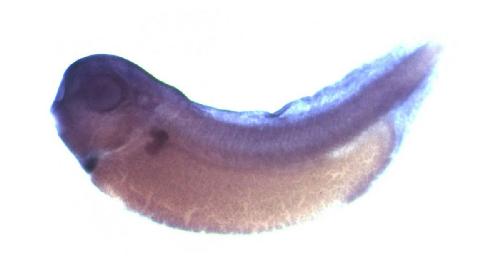 Image for BrÃ¤ndli Lab 2008