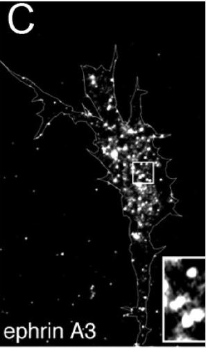 Manual Lit image for Xenopus