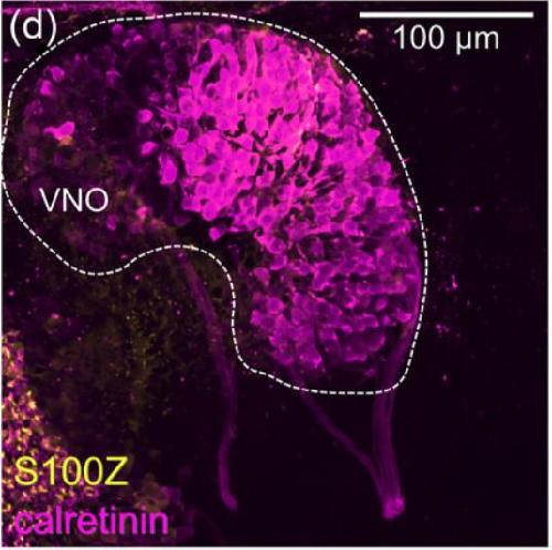 Manual Lit image for Xenopus