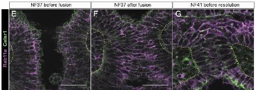 Manual Lit image for Xenopus