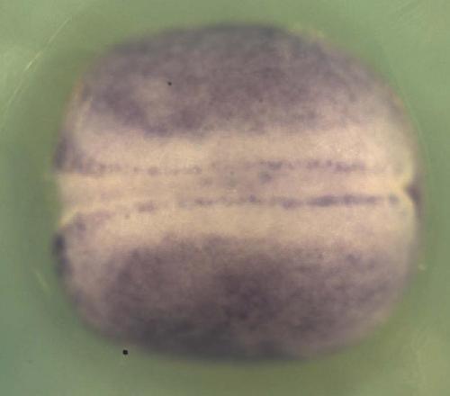 Xenopus RAN binding protein 9  / ranbp9 gene expression in stage 18 neurula