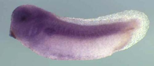 Xenopus gtpbp1 / GTP binding protein 1 gene expression in stage 28 embryo. Clone TEgg008m19