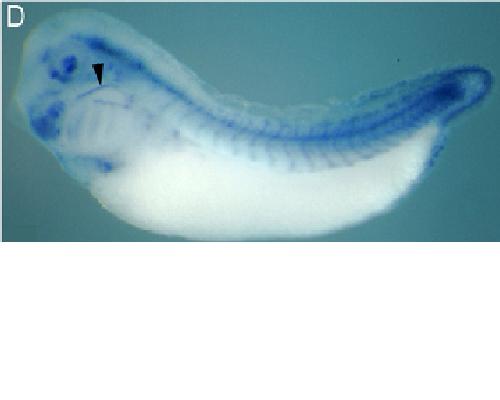 Xenopus Lit image
